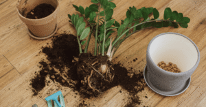 The Surprising Cause Behind Your Plants’ Continued Decline