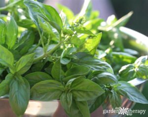 Five Ways to Cultivate Basil