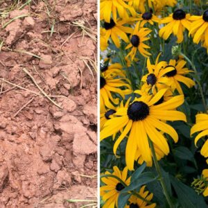 A Comprehensive Guide to Gardening in Clay Soil