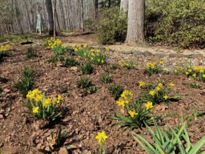 7 Gardening Tips to Maximize Your Time and Budget