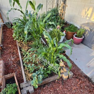 Dawn’s Arizona Spring Garden
