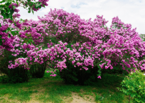 Enhance Your Garden’s Appeal with These Quick-Growing Shrubs
