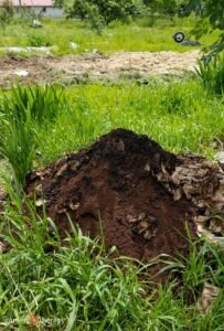 Which Plants Benefit from Coffee Grounds?