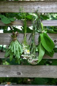 A Guide to Drying Herbs (Including Tips for Harvesting!)