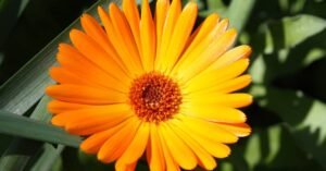What Can I Plant in the Winter in the Garden and…