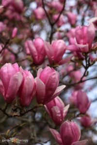 A Gardener’s Handbook for Cultivating a Magnolia Tree