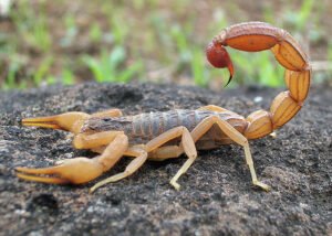 5 Tips for Safeguarding Your Home Against Scorpions…