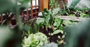Small garden? Discover what you can grow…
