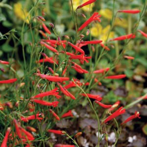 Durable Penstemons: Long-Lasting Varieties for a Dependable Garden Display