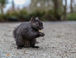 Natural Ways to Deter Squirrels from Your Garden