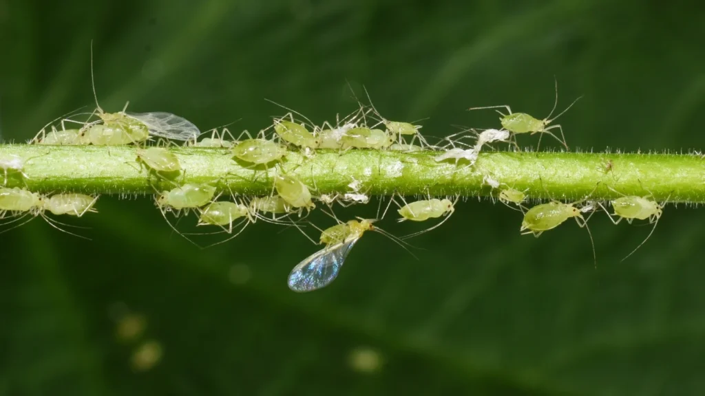 gardening activities - managing pests