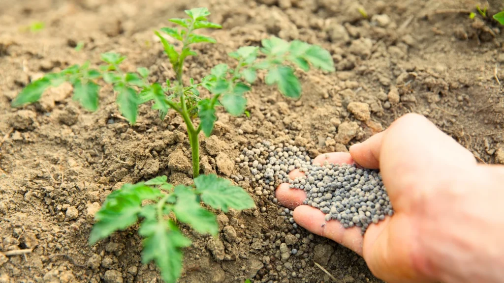 gardening activities - fertilizing
